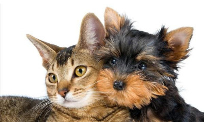  Ayuda a tu mascota a superar el miedo a los cohetes y fuegos artificiales de San Juan